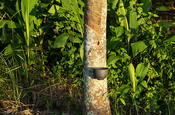rubber tree